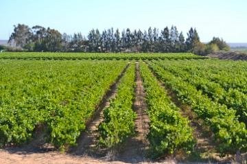 3 Bedroom Property for Sale in Koekenaap Western Cape